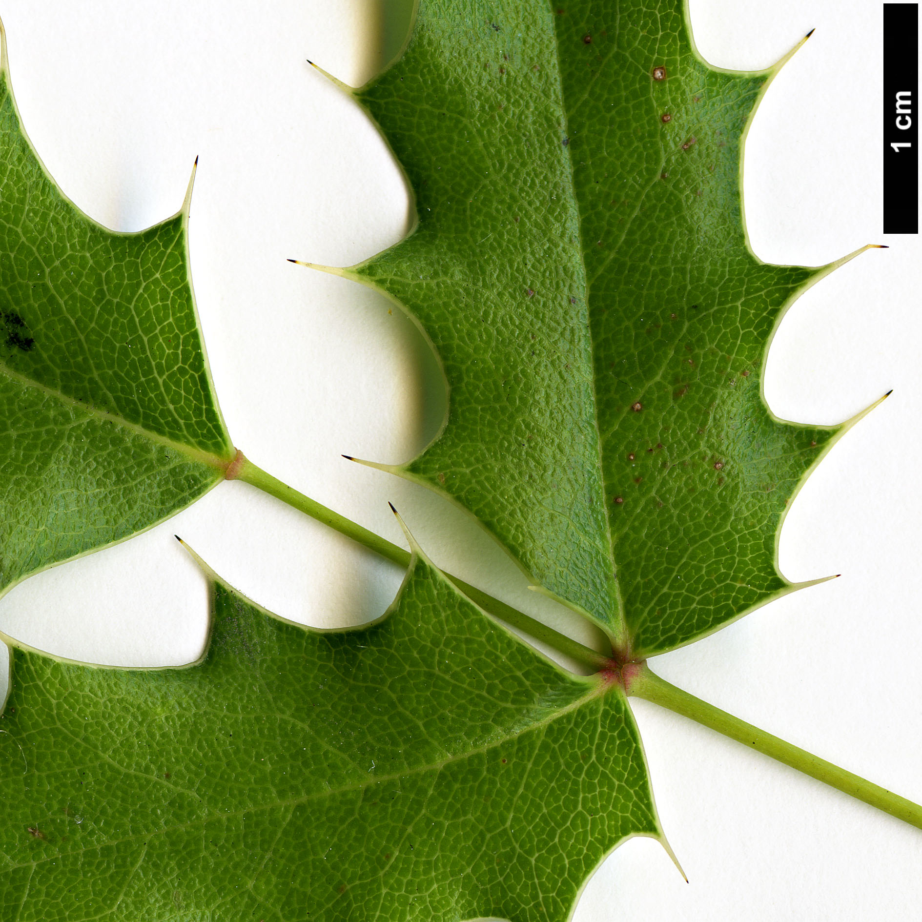 High resolution image: Family: Berberidaceae - Genus: Mahonia - Taxon: pinnata - SpeciesSub: subsp. pinnata